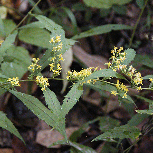 BLUE-STEM GOLDENROD